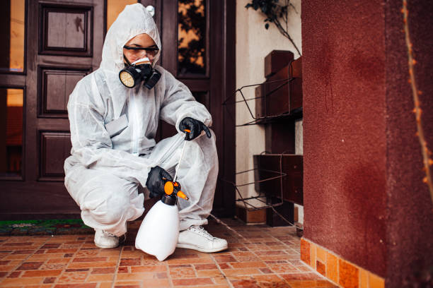 Reliable Wasp Removal contractor in Dover, NJ by Show Me Pest Control